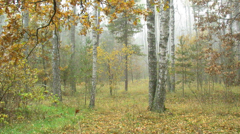 Осенний лес