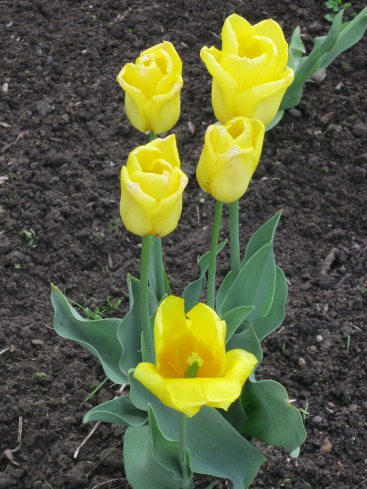Пять тюльпанов жёлтых