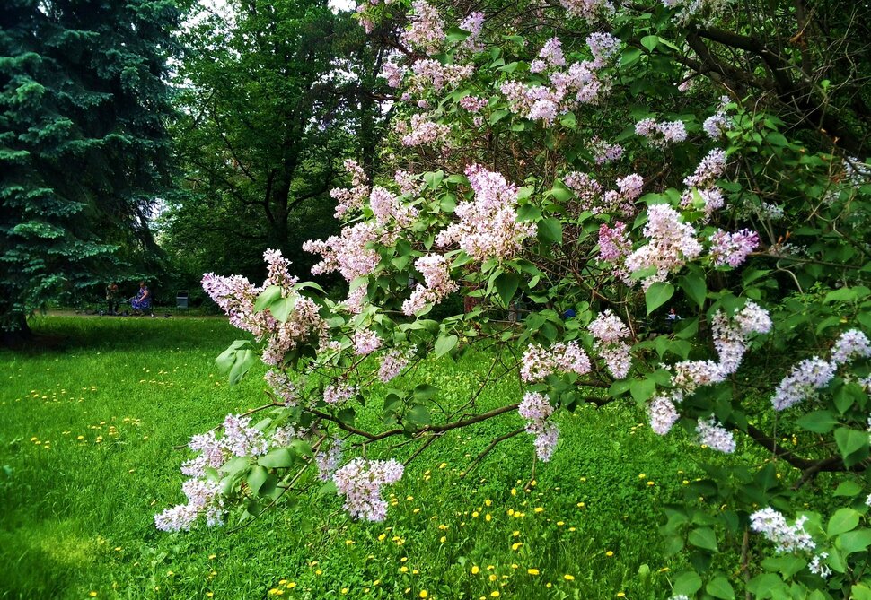 Сирень