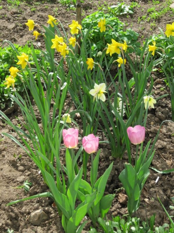 Нарциссы и тюльпаны расцвели