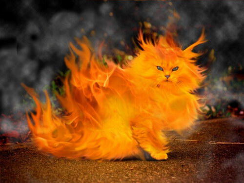 Огненный кот