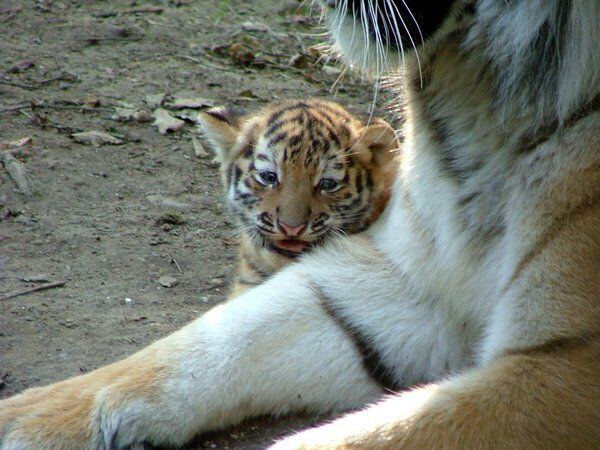 Тигрик с мамой