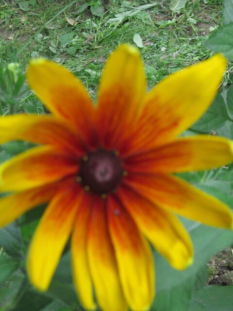Желто-коричневый цветок