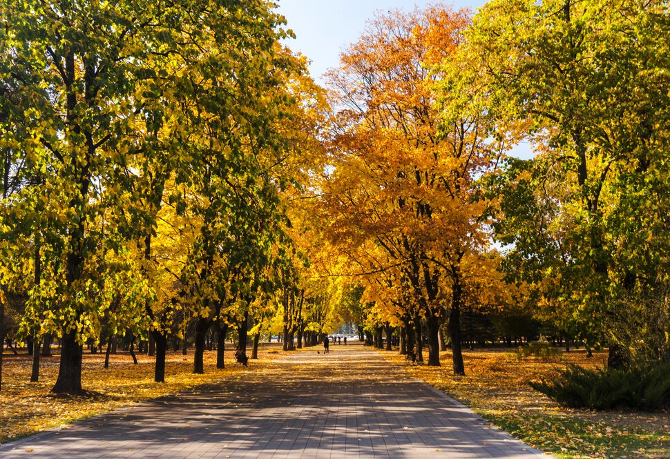 Осень рыжая подруга