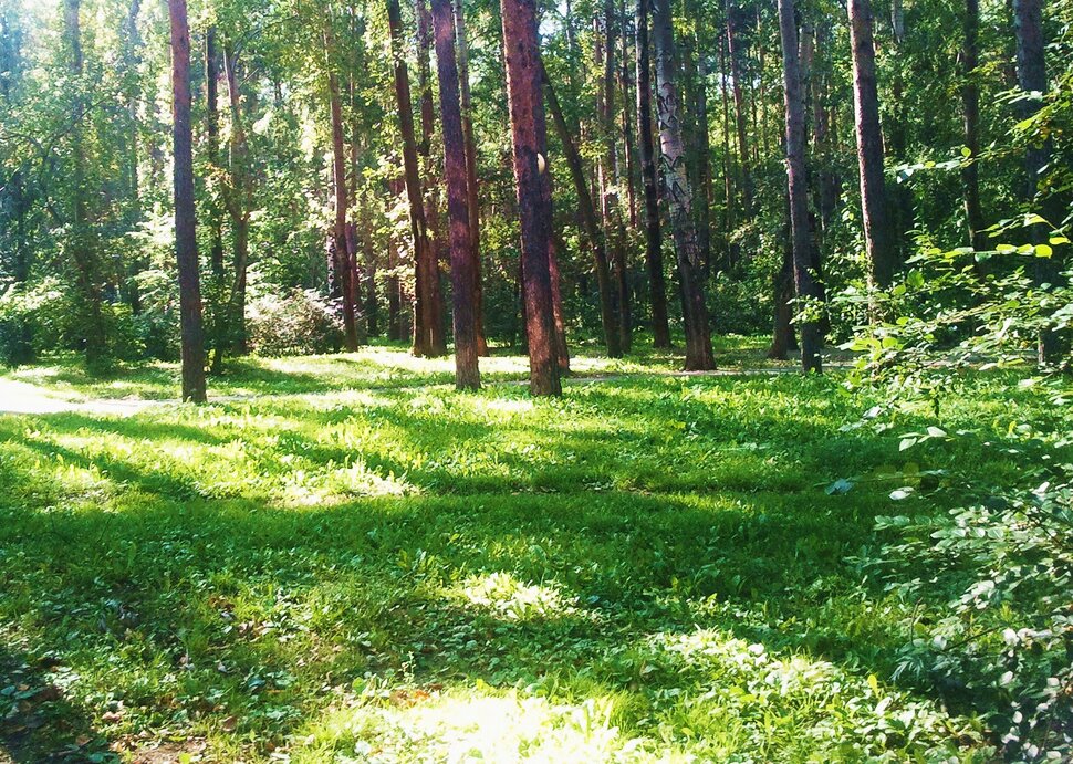 В лесочке