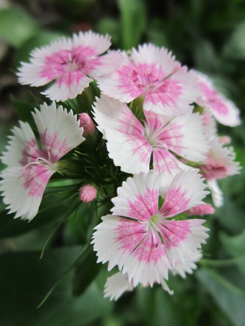 Бело-розовые цветы