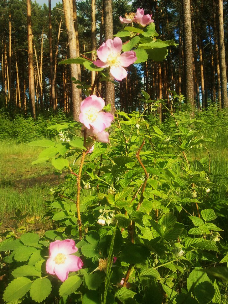 Цветочки у леса