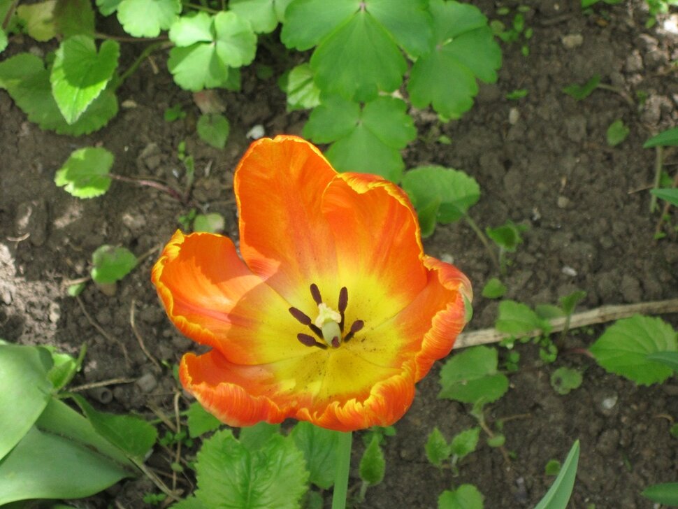 Оранжевый тюльпан
