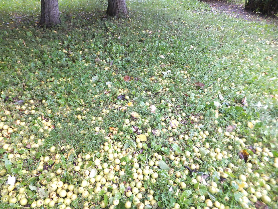 Осенний урожай