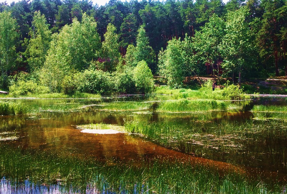 В лесу у озерца