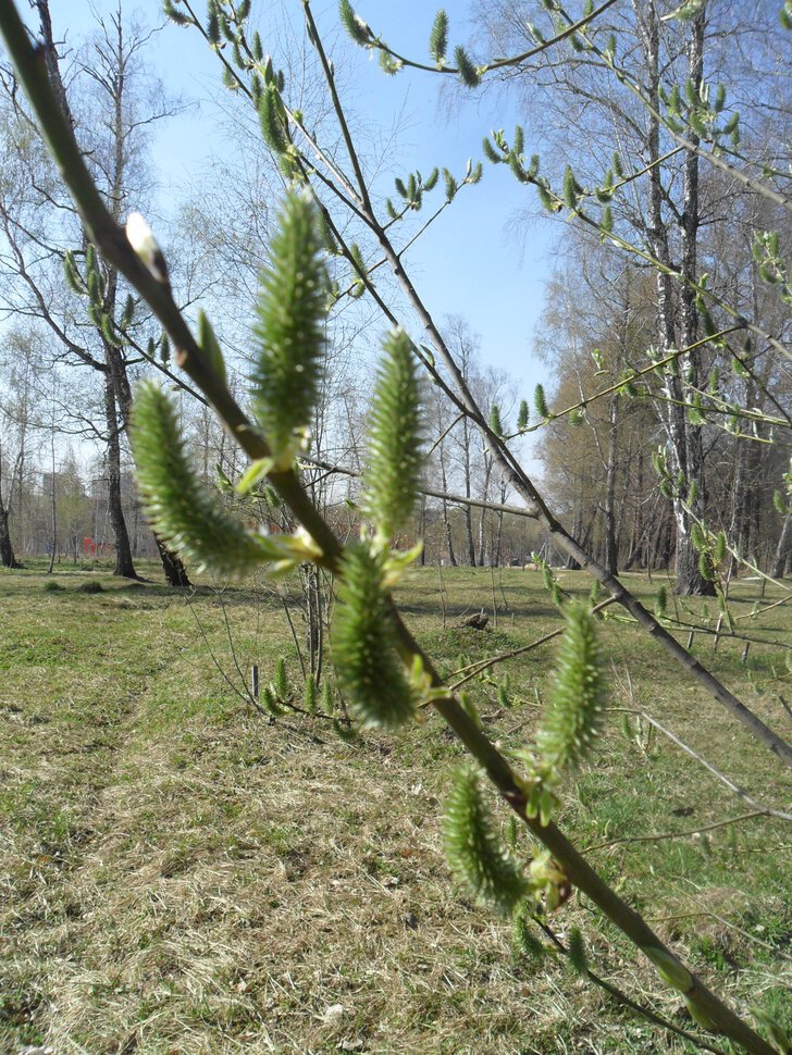 Весна,как много в этом слове