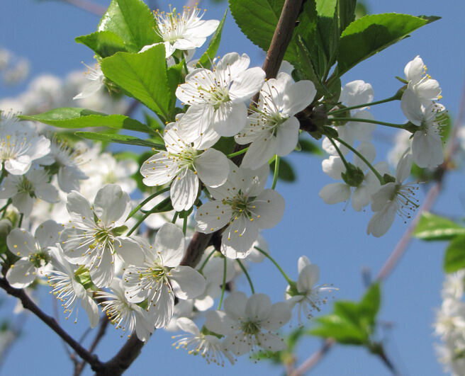 Вишня белоснежная цветет скачать бесплатно mp3