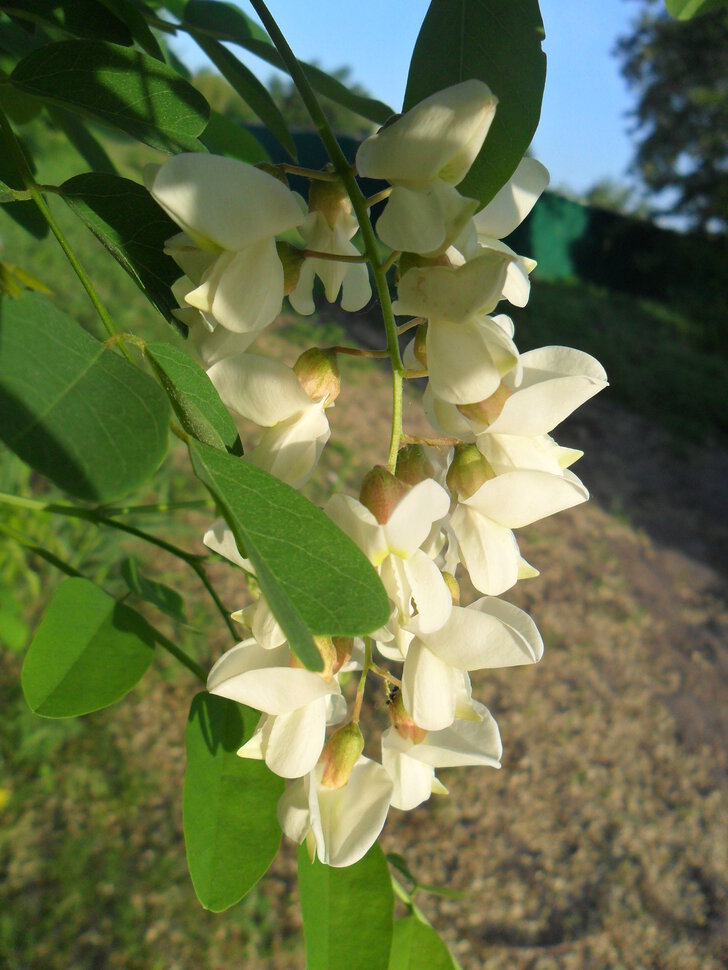 Acacia