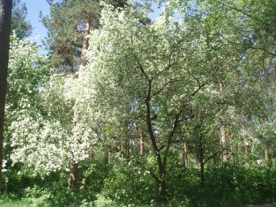 Шоу невест, лесные красавицы