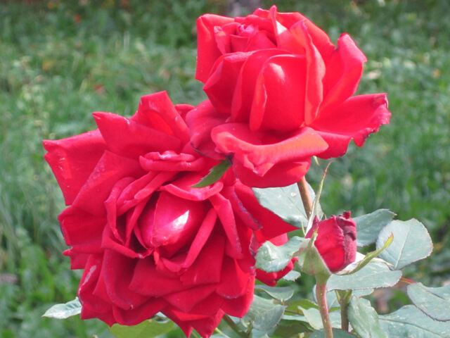 Две розы красных-красных - это любовь!!!!!