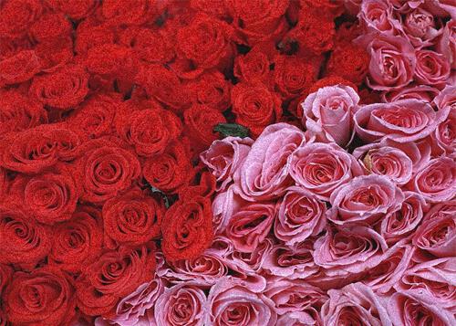 Розы к Женскому дню