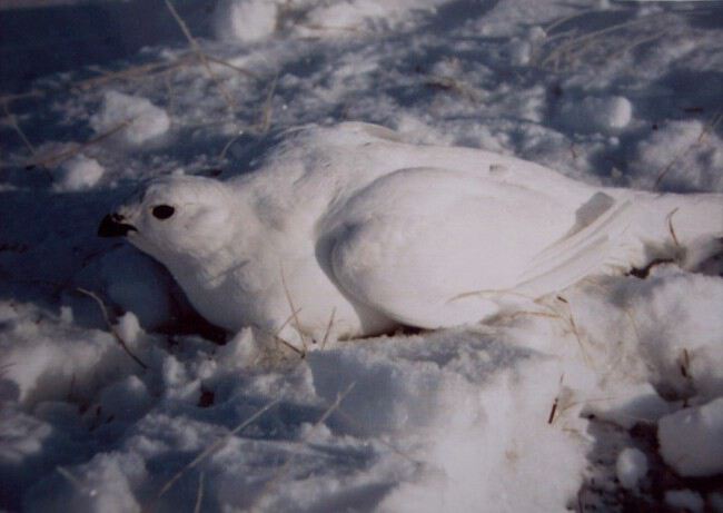 Замаскировалась