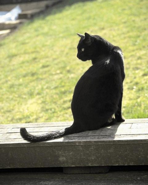 Сидящий кот