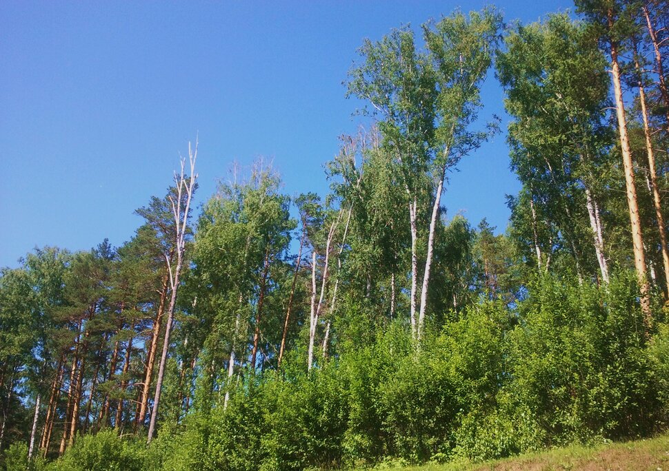 У лесочка