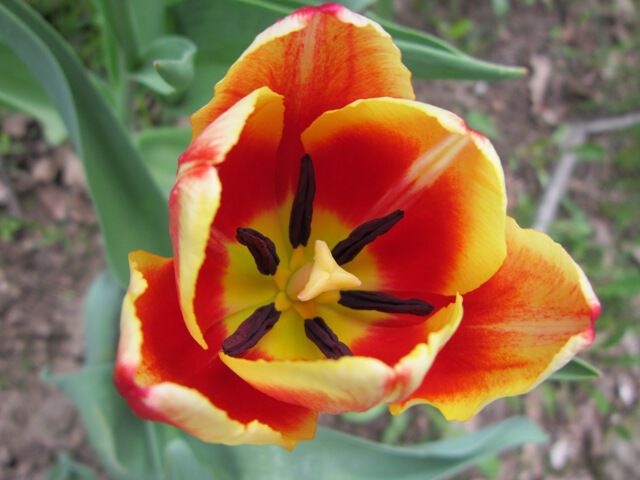 Красно-желтый прекрасный тюльпан