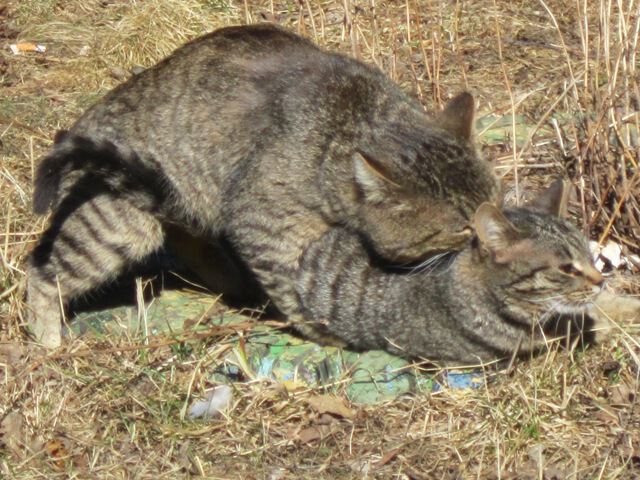 Весенние игры