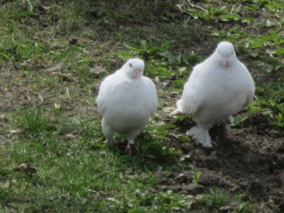 Пара белых голубей