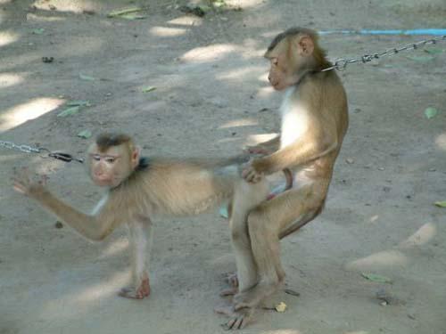 Секс обезьяны