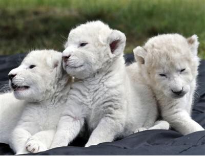 Три белых Льва