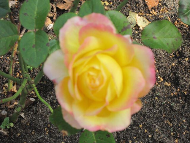 Красивая желтая роза