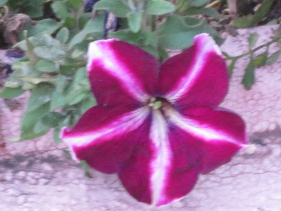 Макроснимок цветка