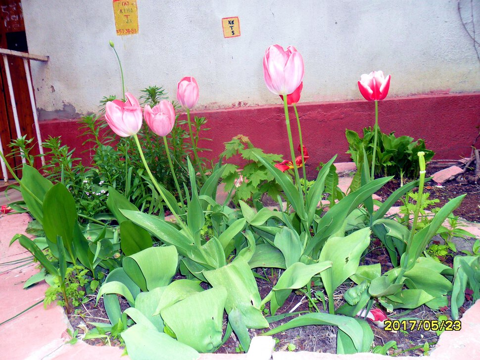Tulipa Liliaceae-Тюльпаны лилейные,красные