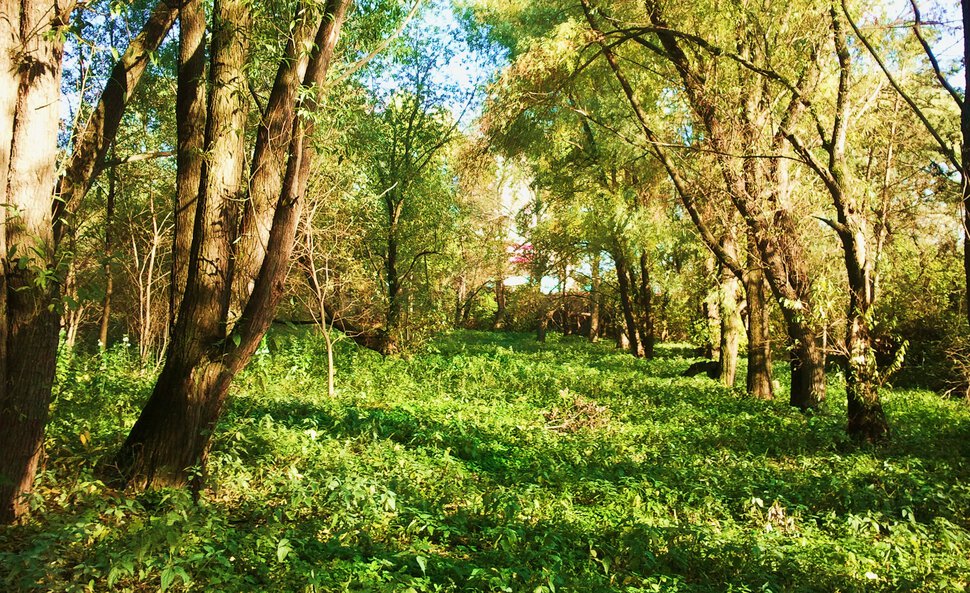 В ботаническом саду