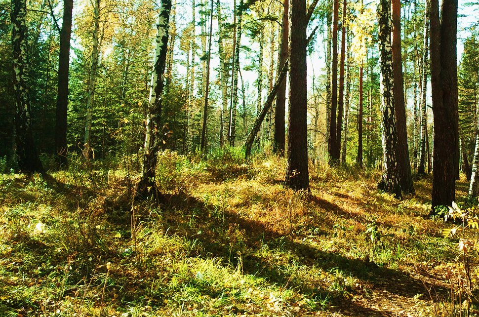 В осеннем лесу