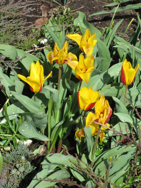 Жёлто-красные тюльпаны