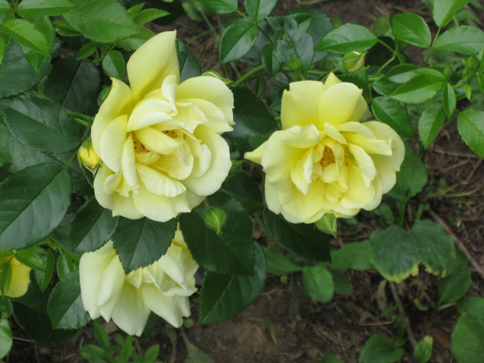 Эти жёлтые розы