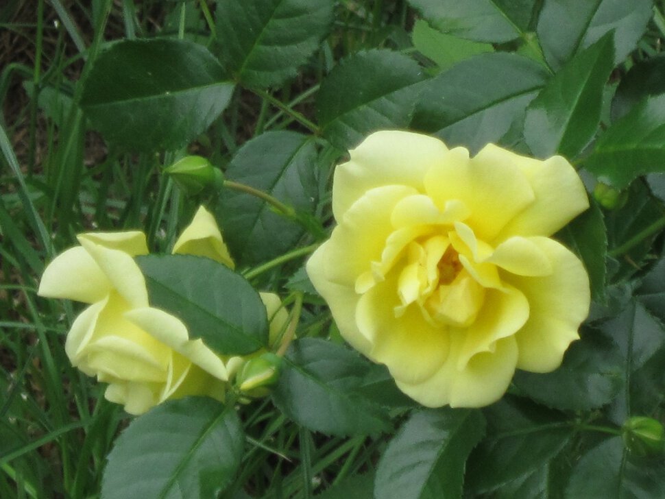 Эти жёлтые розы