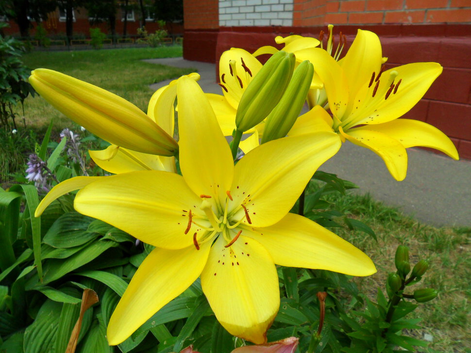 Трубчатые,Азиатские ярко-жёлтые лилии