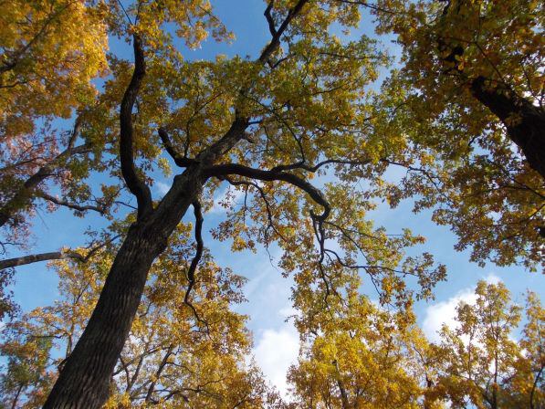 Золотая осень в Пушкине - Дерево в парке