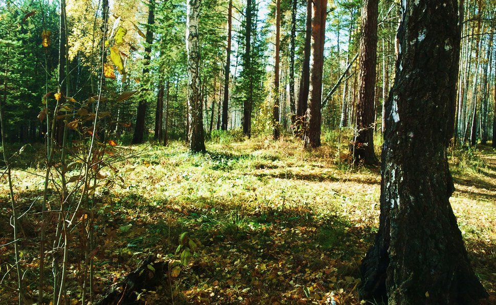 Осень и лес