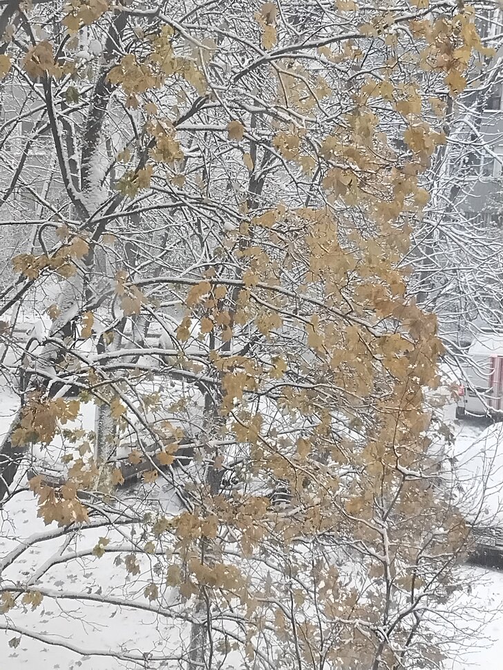 Первый снег