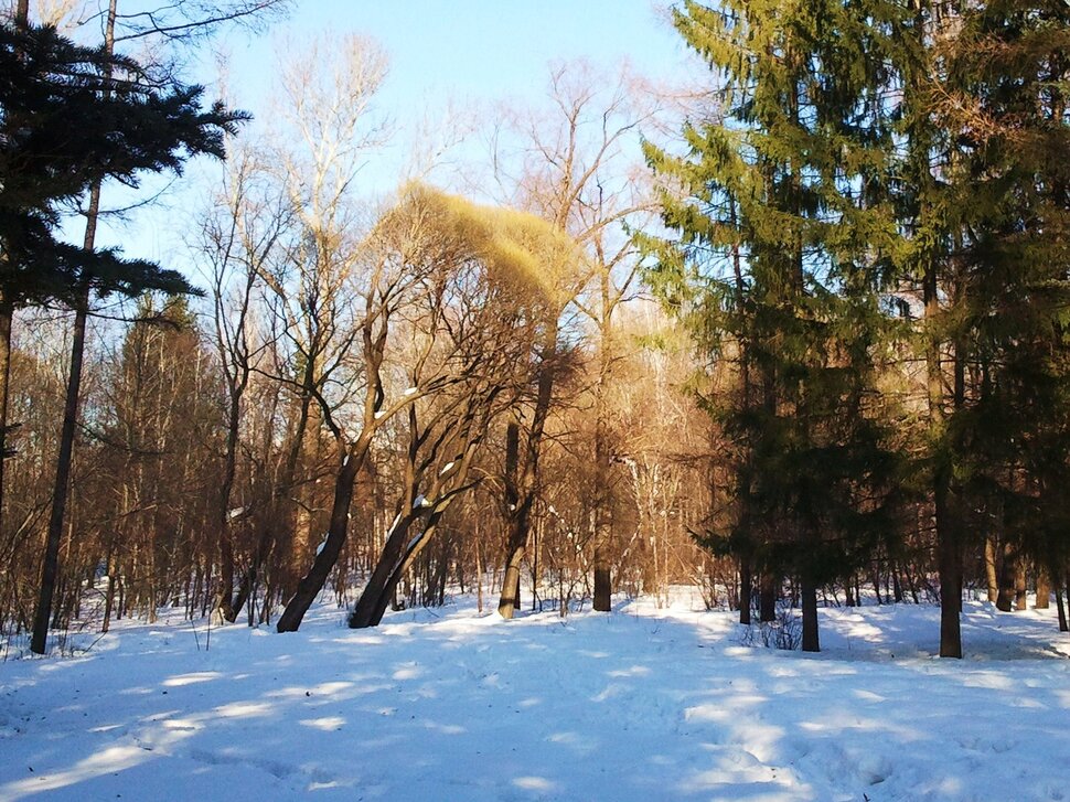 По лесочку