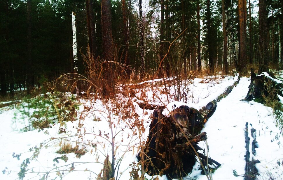 Бурелом