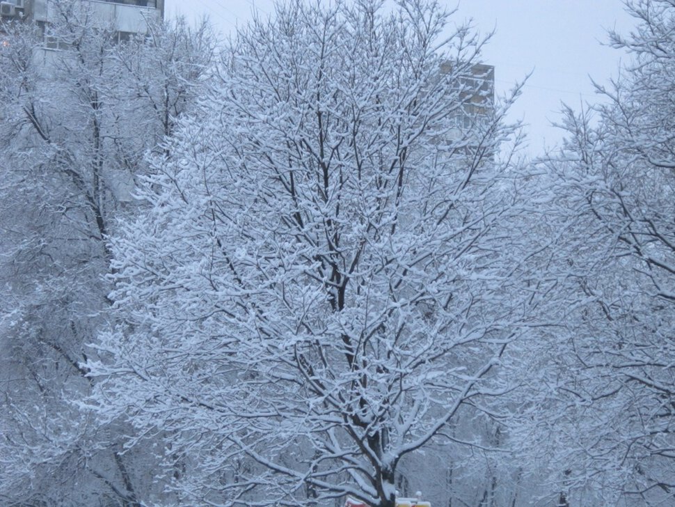 Дерево в январе