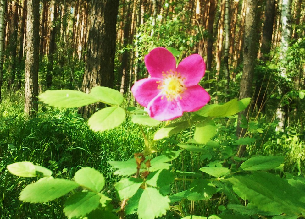Одинокий цветочек в лесу