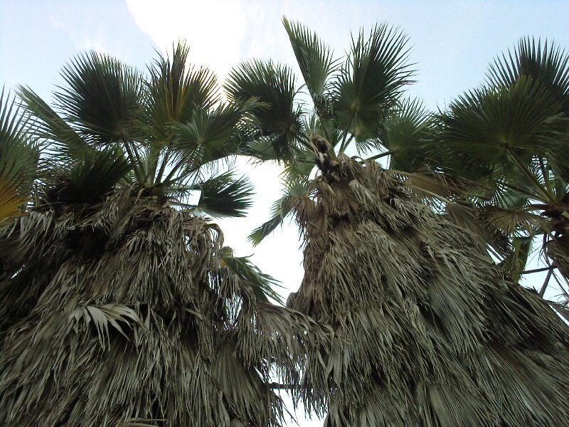 Величавые пальмы