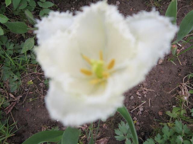 Белый махровый тюльпан