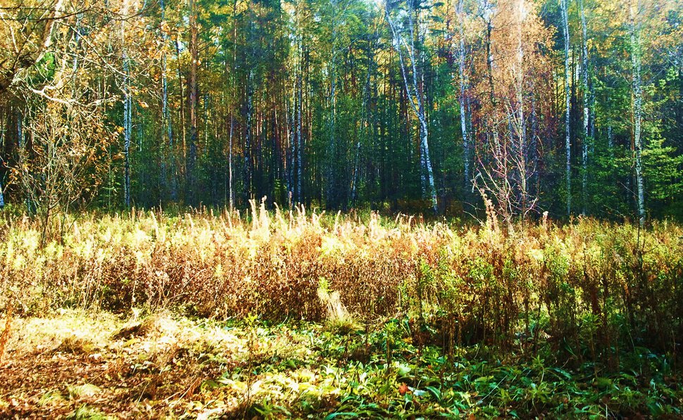 Октябрь и лес