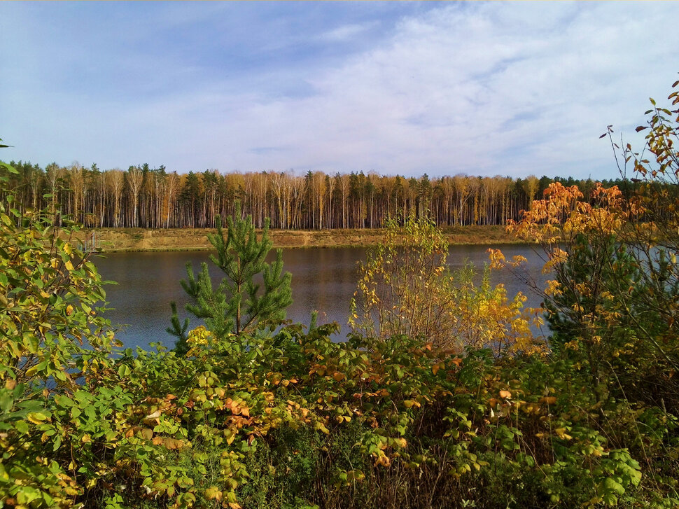 В лесу у воды