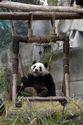 Животное Панда