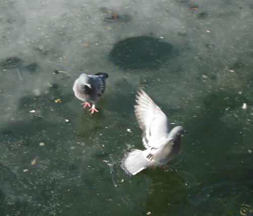 Лед и голуби